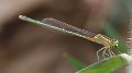 J01_1811 Ischnura senegalensis female